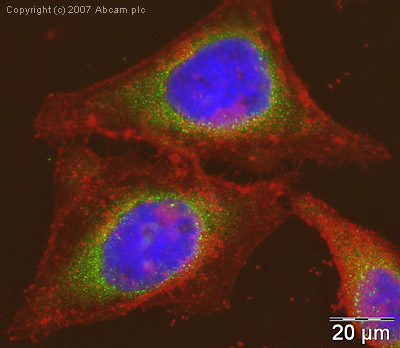 ICC/IF image of ab47517 stained human HeLa cells. The cells were methanol fixed (5 min), permabilised in TBS-T (20 min) and incubated with the antibody (ab47517, 1µg/ml) for 1h at room temperature. 1%BSA / 10% normal goat serum / 0.3M glycine was used to quench autofluorescence and block non-specific protein-protein interactions. The secondary antibody (green) was Alexa Fluor® 488 goat anti-rabbit IgG (H+L) used at a 1/1000 dilution for 1h. Alexa Fluor® 594 WGA was used to label plasma membranes (red). DAPI was used to stain the cell nuclei (blue).