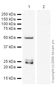 All lanes : Anti-mtTFA antibody (ab47517) at 2 µg/mlLane 1 : Jurkat (Human T cell lymphoblast-like cell line) Whole Cell Lysate Lane 2 : Jurkat (Human T cell lymphoblast-like cell line) Whole Cell Lysate with Human mtTFA peptide (ab47516) at 2 µg/mlLysates/proteins at 20 µg per lane.SecondaryGoat polyclonal to Rabbit IgG - H&L - Pre-Adsorbed (HRP) at 1/3000 dilutionPerformed under reducing conditions.