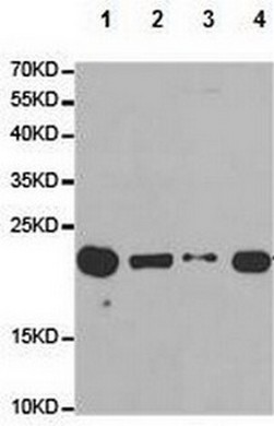 All lanes : Anti-mtTFA antibody (ab180763) at 1/500 dilutionLane 1 : Extracts from SW620 cell linesLane 2 : Extracts from CEM cell linesLane 3 : Extracts from HepG2 cell linesLane 4 : Extracts from HT29 cell lines