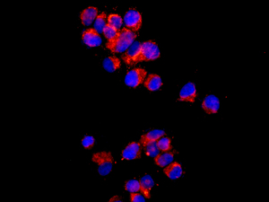 Immunofluorescence analysis of MCF7 cells, labeling mtTFA using ab176558 at a 1/100 dilution.