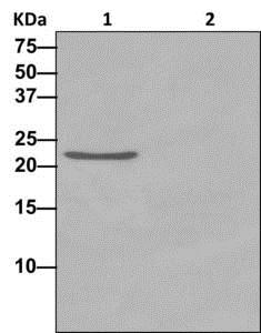 Western blot analysis on Immunoprecipitation pellet from either 1) 293T cell lysate, or 2) 1xPBS (negative control), showing mtTFA, using ab176558 at 1/10 dilution and HRP-conjugated anti-rabbit IgG preferentially detecting the non-reduced form of rabbit IgG.