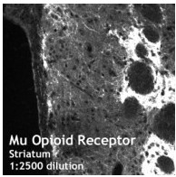Ab10275 (1:2500) staining of Mu opioid receptor by IHC. 