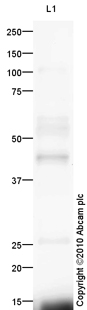 Anti-Mu Opioid Receptor antibody [mAb63256] (ab63256) at 10 µg/ml + Spinal Cord (Mouse) Tissue Lysate at 20 µgSecondaryGoat polyclonal to Mouse IgG - H&L - Pre-Adsorbed (HRP) at 1/3000 dilutiondeveloped using the ECL techniquePerformed under reducing conditions.