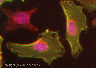 ICC/IF image of ab10029 stained HeLa cells. The cells were 4% PFA fixed (10 min) and then incubated in 1%BSA / 10% normal goat serum / 0.3M glycine in 0.1% PBS-Tween for 1h to permeabilise the cells and block non-specific protein-protein interactions. The cells were then incubated with the antibody (ab10029, 1µg/ml) overnight at +4°C. The secondary antibody (green) was Alexa Fluor® 488 goat anti-mouse IgG (H+L) used at a 1/1000 dilution for 1h. Alexa Fluor® 594 WGA was used to label plasma membranes (red) at a 1/200 dilution for 1h. DAPI was used to stain the cell nuclei (blue) at a concentration of 1.43µM.