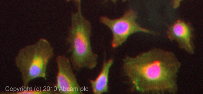 ICC/IF image of ab90007 stained HeLa cells. The cells were 4% PFA fixed (10 min) and then incubated in 1%BSA / 10% normal goat serum / 0.3M glycine in 0.1% PBS-Tween for 1h to permeabilise the cells and block non-specific protein-protein interactions. The cells were then incubated with the antibody (ab90007, 5µg/ml) overnight at +4°C. The secondary antibody (green) was Alexa Fluor® 488 goat anti-rabbit IgG (H+L) used at a 1/1000 dilution for 1h. Alexa Fluor® 594 WGA was used to label plasma membranes (red) at a 1/200 dilution for 1h. DAPI was used to stain the cell nuclei (blue) at a concentration of 1.43µM. This antibody also gave a positive result in 4% PFA fixed (10 min) Hek293, HepG2 and MCF7 cells at 5µg/ml.