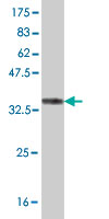 Western blot against tagged recombinant protein immunogen using ab57574 MURF3 antibody at 1ug/ml.