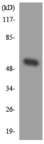 Anti-Muscarinic Acetylcholine Receptor 2 antibody (ab136041) at 1/500 dilution + HUVEC cell lysate at 30 µg
