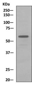 Anti-Muscarinic Acetylcholine Receptor M3 antibody [EPR9696] (ab154835) at 1/1000 dilution (unpurified) + Human fetal brain lysate at 10 µg