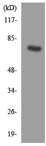 Anti-Muscarinic Acetylcholine Receptor M5 antibody (ab136005) at 1/500 dilution + K562 cell lysate at 30 µg