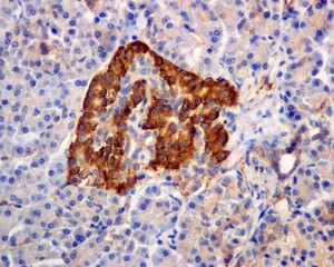 Immunohistochemical analysis of paraffin embedded Human pancreas tissue labeling MVP with ab175239 at 1/50 dilution.