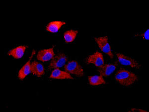 Immunofluorescent analysis of A549 cells labeling MVP with ab175239 at 1/250 (red) and DAPI staining (blue).