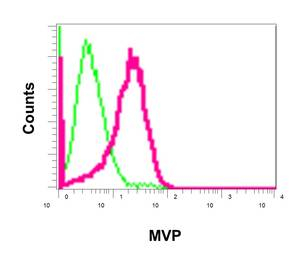 Flow Cytometrical analysis of permeabilized A549 cells labeling MVP with ab175239 antibody at 1/100 (red) or a Rabbit IgG (negative) (green).