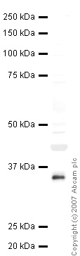 Anti-MyD88 antibody (ab36076) at 1 µg/ml + Jurkat (Human T cell lymphoblast-like cell line) Whole Cell Lysate at 10 µgSecondaryIRDye 680 Conjugated Goat Anti-Rabbit IgG (H+L) at 1/10000 dilutionPerformed under reducing conditions.