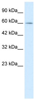 Anti-Myelin expression factor 2 antibody (ab26098) at 1 µg/ml + Jurkat cell lysate