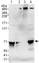 All lanes : Anti-Myelin expression factor 2 antibody (ab134392) at 0.1 µg/mlLane 1 : 293T whole cell lysate at 50 µgLane 2 : 293T whole cell lysate at 15 µgLane 3 : HeLa whole cell lysate at 50 µgLane 4 : Jurkat whole cell lysate at 50 µgdeveloped using the ECL technique