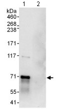 Detection of Myelin expression factor 2 in Immunoprecipitates of 293T whole cell lysates (1 mg for IP, 20% of IP loaded) using ab134393 at 6 µg/mg lysate for IP and at 1 µg/ml for subsequent Western blot detection.  Detection: Chemiluminescence with an exposure time of 10 seconds.
