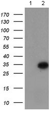All lanes : Anti-Myeloid leukemia factor 1 antibody [3A3] (ab128108) at 1/2000 dilutionLane 1 : HEK293T cells transfected with pCMV6-ENTRY control cDNALane 2 : HEK293T cells transfected with pCMV6-ENTRY Myeloid leukemia factor 1 cDNALysates/proteins at 5 µg per lane.