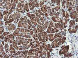 ab128108, at 1/150 dilution, staining Myeloid leukemia factor 1 in paraffin-embedded Human pancreas tissue by Immunohistochemistry.