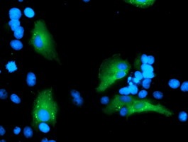 ab128108, at 1/100 dilution, staining Myeloid leukemia factor 1 COS7 cells transiently transfected with pCMV6-ENTRY Myeloid leukemia factor 1 by Immunofluorescence.