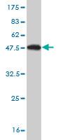 Western blot against tagged recombinant protein immunogen using ab55462 MYL4 antibody at 1ug/ml.