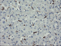Immunohistochemical analysis of paraffin-embedded Human liver tissue labelling MYL7 with ab131661 at 1/150 dilution.