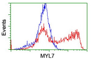 Flow cytometric analysis of HEK293T cells transfected with either pCMV6-ENTRY MYL7 overexpress plasmid (Red) or empty vector control plasmid (Blue) at 1/100 dilution.