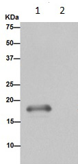 Western blot analysis of immunoprecipitation pellet from Human stomachlysate immunoprecipitated using ab191393 at 1/40 dilution (lane 1) or PBS control (lane 2).Secondary: Anti-Rabbit IgG (HRP), specific to the non-reduced form of IgG at 1/1500 dilution.