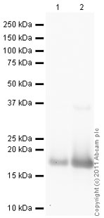 All lanes : Anti-Myoglobin antibody (ab78441) at 0.5 µg/mlLane 1 : Human Myoglobin full length protein (ab77876) at 0.1 µgLane 2 : Human Myoglobin full length protein (ab77876) at 0.01 µgSecondaryGoat Anti-Rabbit IgG H&L (HRP) preadsorbed (ab97080) at 1/5000 dilutiondeveloped using the ECL techniquePerformed under reducing conditions.Exposure time : 2 minutes