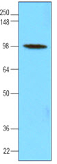 Anti-Hexokinase Type III antibody [4F5] (ab115751) at 1/1000 dilution + HepG2 cell lysate at 30 µgSecondarygoat anti-mouse secondary antibody conjugated to HRP developed using the ECL technique