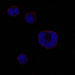 Confocal immunofluorescence analysis of HEK293 cells transfected with full length Myosin light chain 3-hIgGFc using ab86593 at a 1/200 dilution (red), showing membrane localization. Blue: DRAQ5 fluorescent DNA dye.