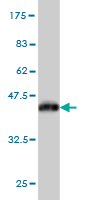 Western blot against tagged recombinant protein immunogen using ab55475 Myosin light chain kinase antibody at 1ug/ml.