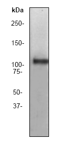 Anti-Myosin Phosphatase 1+Myosin Phosphatase 2 antibody [YE336] (ab32519) at 1/5000 dilution + 293T cell lysate.