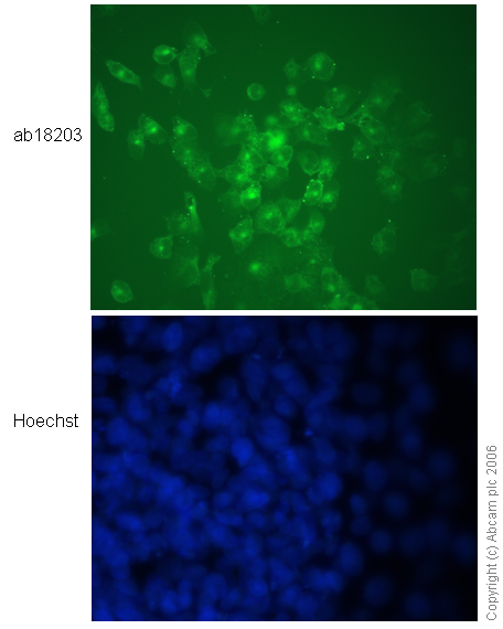 anti-N cadherin antibody ab18203 stained human embryonic stem cells differentiated into mesoderm.
