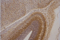 Paraffin-embedded sections of 15-day mouse embryo. Antigen retrieval: microwave treatment, 3 minutes x 10 times, 10 mM citrate buffer. Primary antibody: 10 ug/ml ab12221, 1 hour, room temperature. Secondary antibody: Envision plus Colorimetric detection: DAB