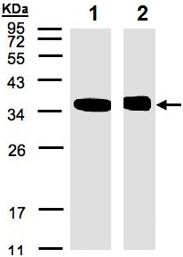 All lanes : Anti-N myc interactor antibody (ab137555) at 1/500 dilutionLane 1 : 293T whole cell lysateLane 2 : Raji whole cell lysateLysates/proteins at 30 µg per lane.