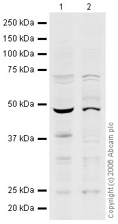 All lanes : Anti-n-Myc antibody (ab24193) at 1 µg/mlLane 1 : Heart (Human) Whole Cell Lysate - fetal normal tissue (ab29432)Lane 2 : Heart (Human) Nuclear Lysate - fetal normal tissue (ab29428)Lysates/proteins at 20 µg per lane.SecondaryGoat polyclonal to Rabbit IgG (Alexa Fluor® 680) at 1/10000 dilutionPerformed under reducing conditions.