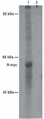 Immunoprecipitation of N-Myc from S35 methionine-labeled IMR-5 cells using ab16898 (lane 1) and Normal Mouse IgG (lane 2). ab16898 used at 1 mg/sample. 