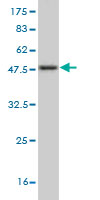 Western blot against tagged recombinant protein immunogen using ab57186 NADE antibody at 1ug/ml. 