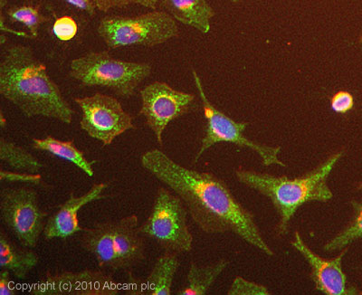 ICC/IF image of ab57186 stained HeLa cells. The cells were 4% formaldehyde fixed (10 min) and then incubated in 1%BSA / 10% normal goat serum / 0.3M glycine in 0.1% PBS-Tween for 1h to permeabilise the cells and block non-specific protein-protein interactions. The cells were then incubated with the antibody (ab57186, 5µg/ml) overnight at +4°C. The secondary antibody (green) was Alexa Fluor® 488 goat anti-mouse IgG (H+L) used at a 1/1000 dilution for 1h. Alexa Fluor® 594 WGA was used to label plasma membranes (red) at a 1/200 dilution for 1h. DAPI was used to stain the cell nuclei (blue) at a concentration of 1.43µM.
