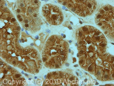 IHC image of ab57186 staining in human kidney formalin fixed paraffin embedded tissue section, performed on a Leica BondTM system using the standard protocol F. The section was pre-treated using heat mediated antigen retrieval with sodium citrate buffer (pH6, epitope retrieval solution 1) for 20 mins. The section was then incubated with ab57186, 5µg/ml, for 15 mins at room temperature and detected using an HRP conjugated compact polymer system. DAB was used as the chromogen. The section was then counterstained with haematoxylin and mounted with DPX.For other IHC staining systems (automated and non-automated) customers should optimize variable parameters such as antigen retrieval conditions, primary antibody concentration and antibody incubation times.