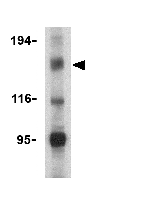 Anti-NALP1 antibody (ab36852) at 2 µg/ml + U937 cell lysate