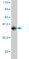 Western blot against tagged recombinant protein immunogen using ab57906 NALP12 antibody at 1ug/ml.