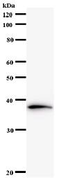 Anti-NAP1L1 antibody [2609C3a] (ab58677)