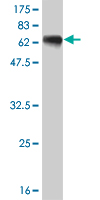 Western blot against tagged recombinant protein immunogen using ab55161 HLF antibody at 1ug/ml.