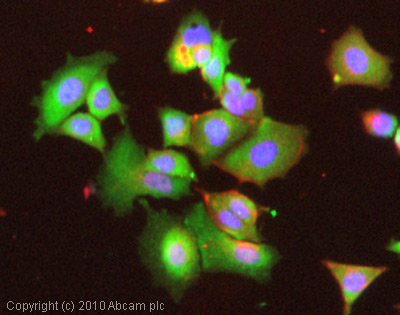 ICC/IF image of ab14356 stained MCF7 cells. The cells were 4% PFA fixed (10 min) and then incubated in 1%BSA / 10% normal goat serum / 0.3M glycine in 0.1% PBS-Tween for 1h to permeabilise the cells and block non-specific protein-protein interactions. The cells were then incubated with the antibody (ab14356, 5µg/ml) overnight at +4°C. The secondary antibody (green) was Alexa Fluor® 488 goat anti-rabbit IgG (H+L) used at a 1/1000 dilution for 1h. Alexa Fluor® 594 WGA was used to label plasma membranes (red) at a 1/200 dilution for 1h. DAPI was used to stain the cell nuclei (blue) at a concentration of 1.43µM.