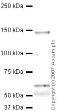 Anti-Natriuretic Peptide Receptor A antibody (ab40817) at 1 µg/ml + Kidney (Human) Tissue Lysate - adult normal tissue (ab30203) at 10 µgSecondaryGoat polyclonal to Rabbit IgG - H&L - Pre-Adsorbed (HRP) at 1/3000 dilutionPerformed under reducing conditions.