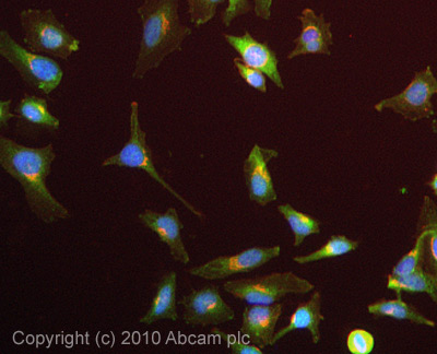 ICC/IF image of ab14355 stained HeLa cells. The cells were 4% formaldehyde fixed (10 min) and then incubated in 1%BSA / 10% normal goat serum / 0.3M glycine in 0.1% PBS-Tween for 1h to permeabilise the cells and block non-specific protein-protein interactions. The cells were then incubated with the antibody (ab14355, 5µg/ml) overnight at +4°C. The secondary antibody (green) was Alexa Fluor® 488 goat anti-rabbit IgG (H+L) used at a 1/1000 dilution for 1h. Alexa Fluor® 594 WGA was used to label plasma membranes (red) at a 1/200 dilution for 1h. DAPI was used to stain the cell nuclei (blue) at a concentration of 1.43µM.