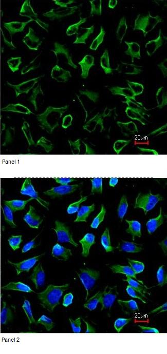 ab97389, at a 1/200 dilution, staining Natriuretic Peptide Receptor C in paraformaldehyde fixed HeLa cell by Immunofluorescence. The lower image (Panel 2) was merged with DNA probe. 