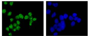 Immunofluorescent analysis of Jurkat cells (-20°C Acetone-fixed) labeling HLTF with ab183042 at 1/100 dilution followed by Goat anti rabbit IgG (AlexaFluor® 488) secondary at 1/200 dilution and counter-stained with DAPI (blue).