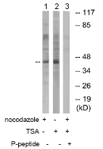 All lanes : Anti-NCF1 (phospho S359) antibody (ab74095) at 1/500 dilutionLane 1 : HeLa cell extracts treated with nocodazole (1ug/ml, 18hours)Lane 2 : HeLa cell extracts treated with TSA (400nM, 24hours)Lane 3 : HeLa cell extracts treated with nocodazole (1ug/ml, 18hours) and with TSA (400nM, 24hours) with the immunising peptide at 10 µgLysates/proteins at 30 µg per lane.